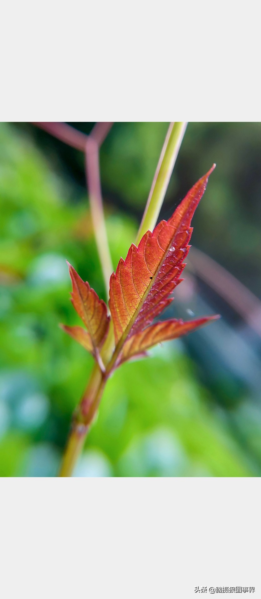 手机拍照不清晰怎么才能拍的好看,vivo手机拍照模糊怎样才能变清晰