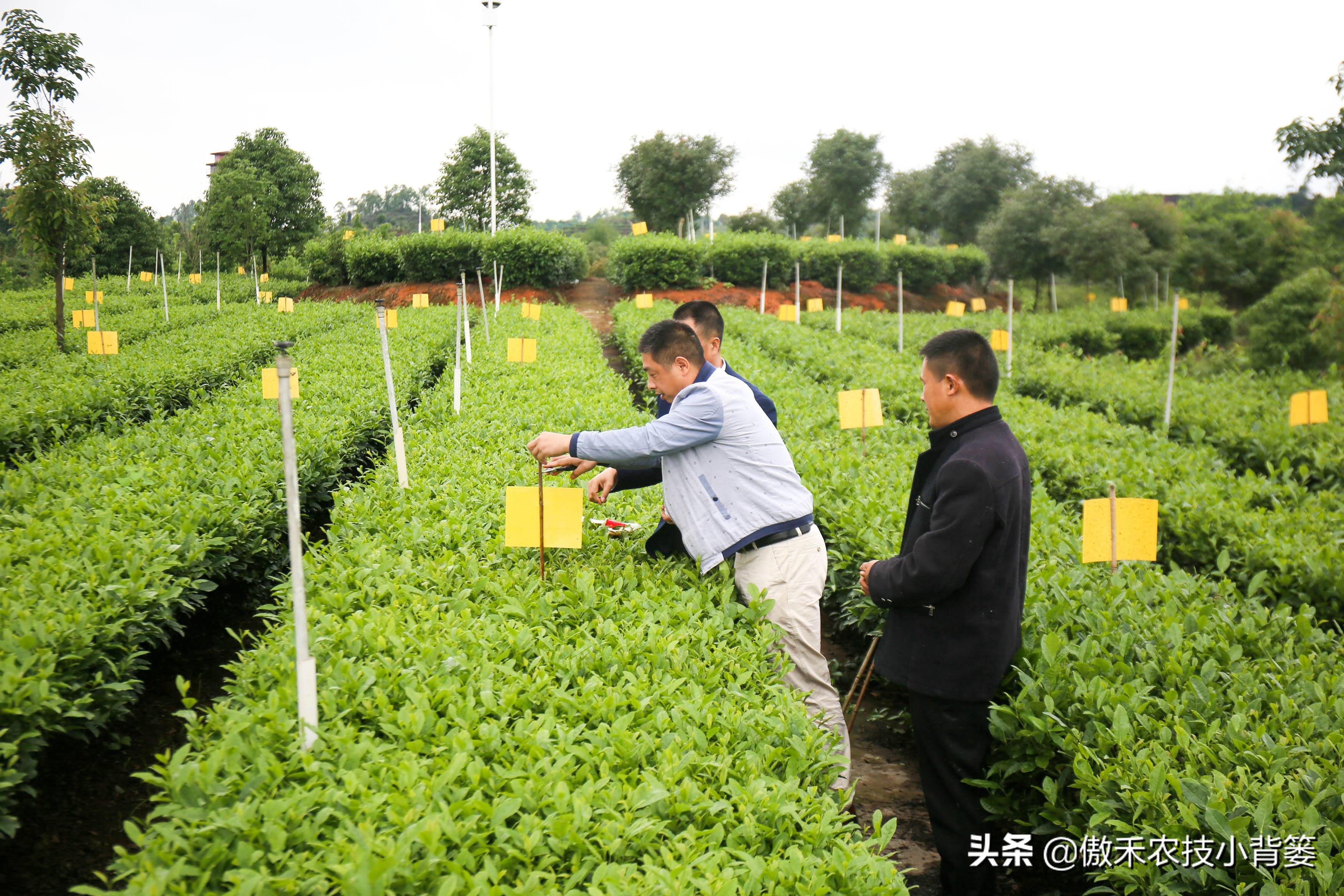 白酒能治瓜果蔬菜虫的方法,瓜果开始结果就有虫咬怎么办