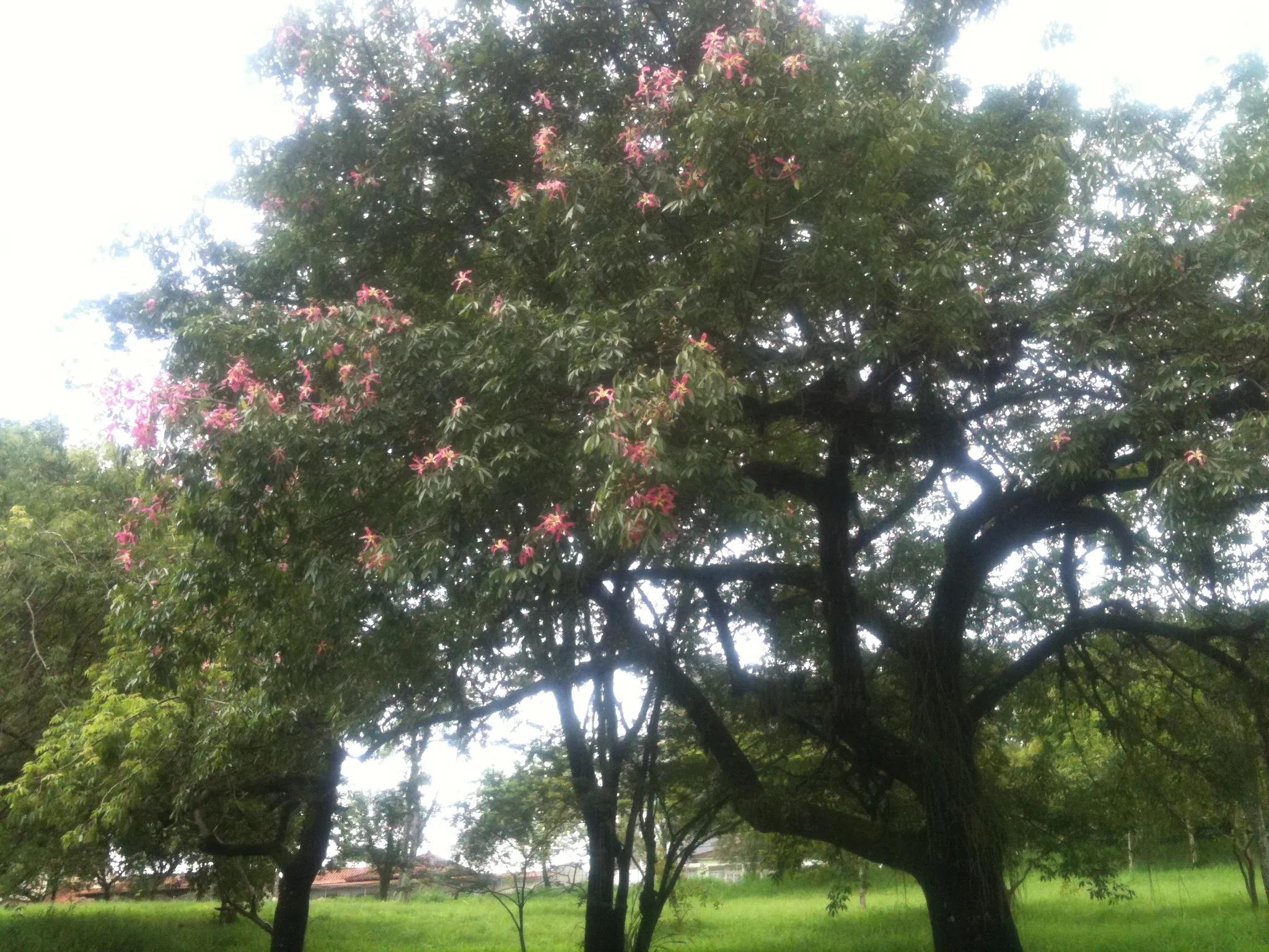 巴西贝利经典比赛,巴西足球赛完整视频
