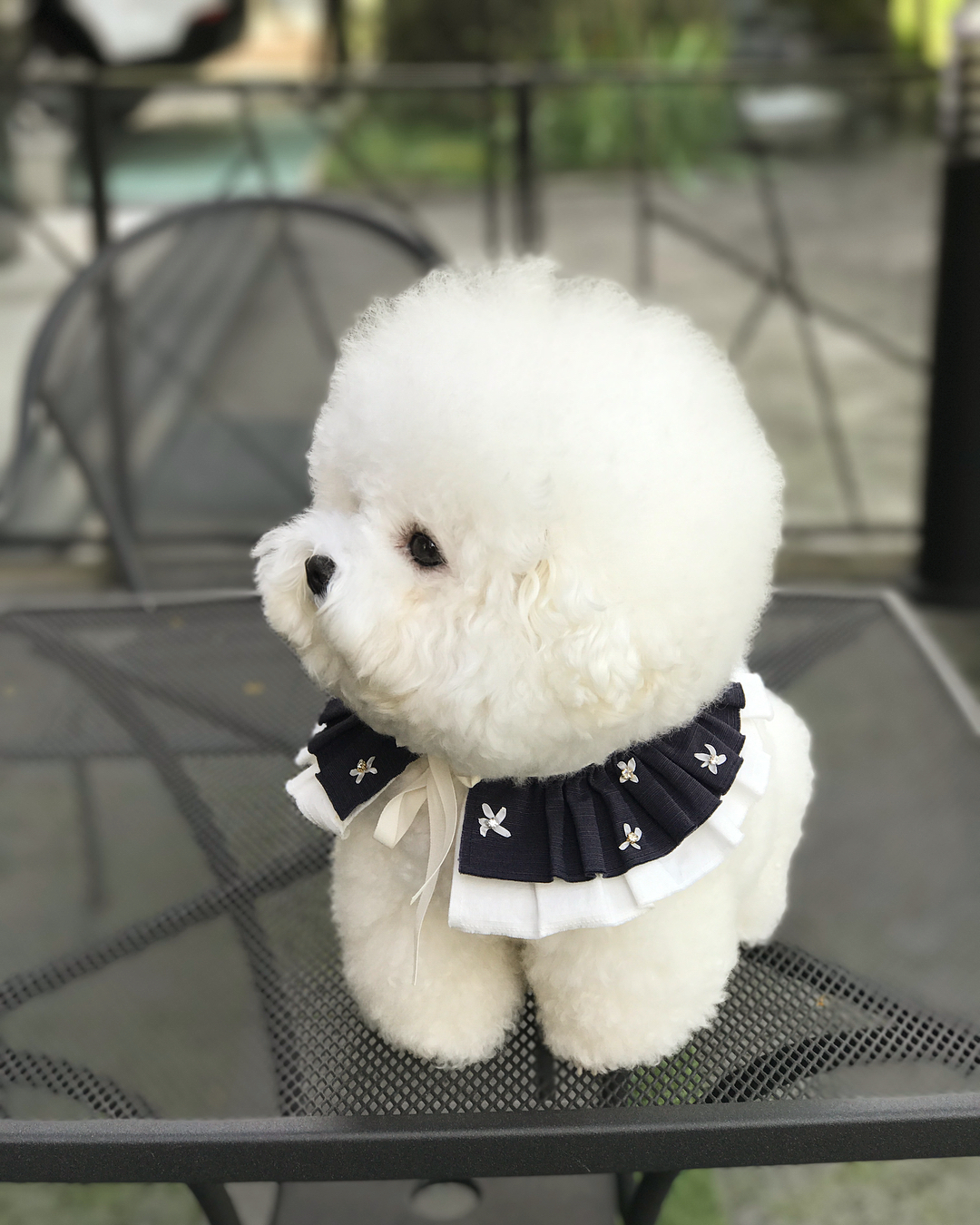 全网最受欢迎的十位狗狗,受欢迎的十大狗第一排为土狗