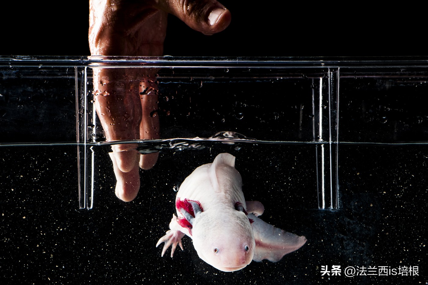 广州海关查获濒危红珊瑚制品348件,广州海关查获六角恐龙