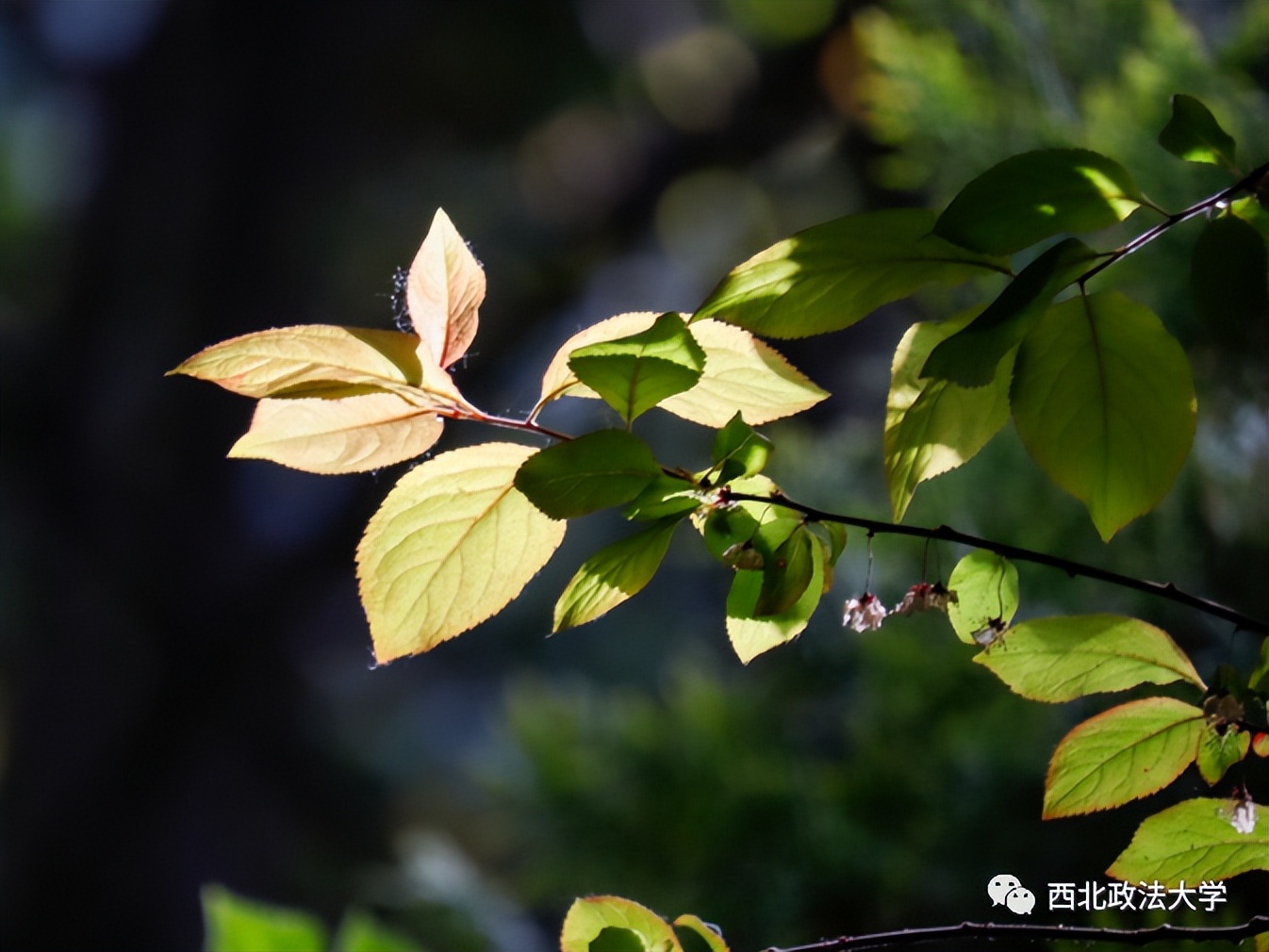 西法大到底是什么,西法大是什么意思网络用语