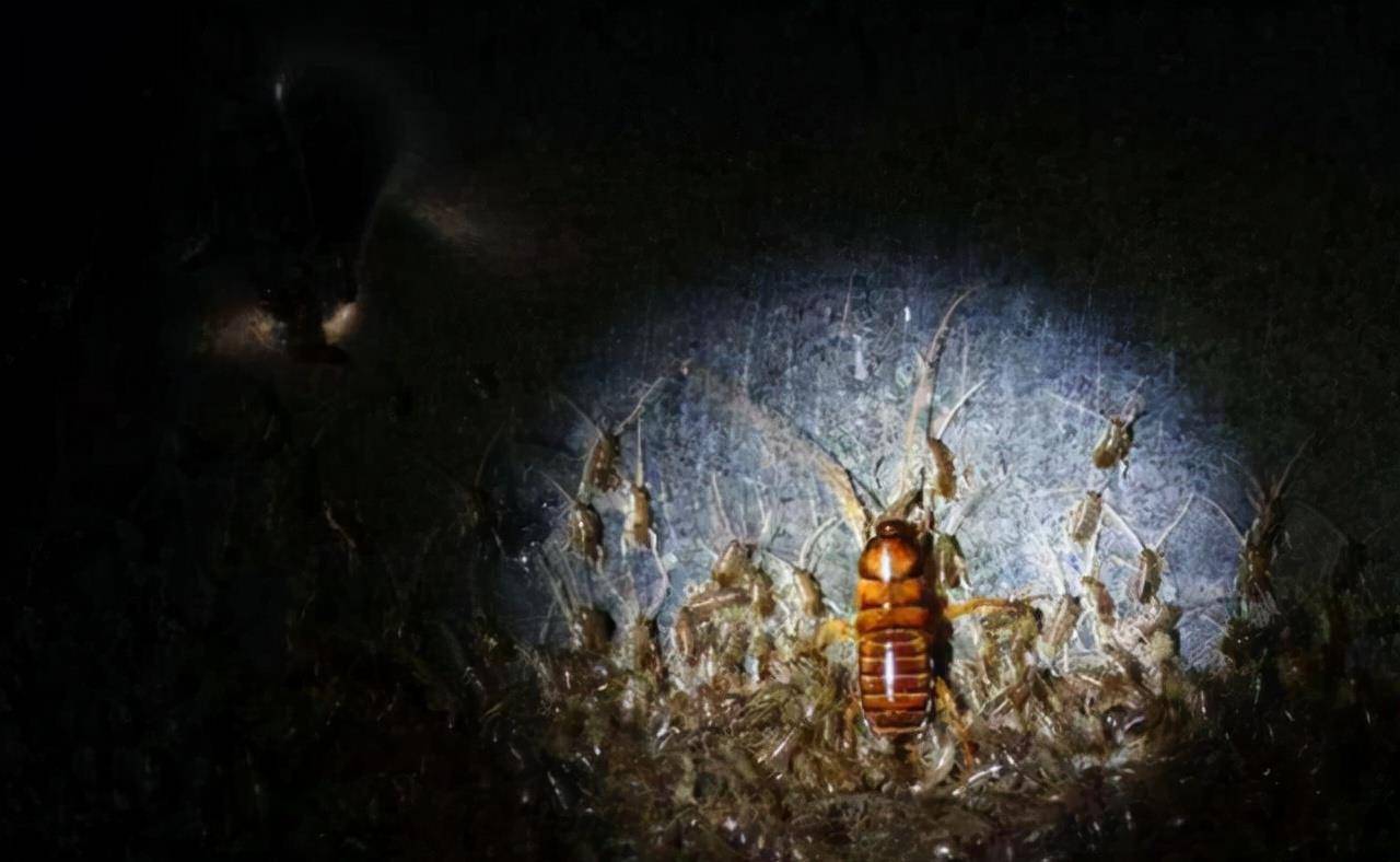 餐厨垃圾养殖蟑螂怎么拿补贴,山东养殖蟑螂解决餐厨垃圾