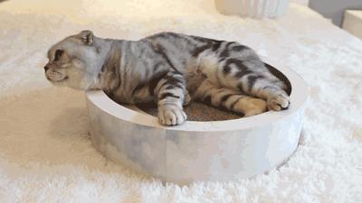 什么猫咪最好养而且又粘人省钱,什么类型的猫咪最听话好养