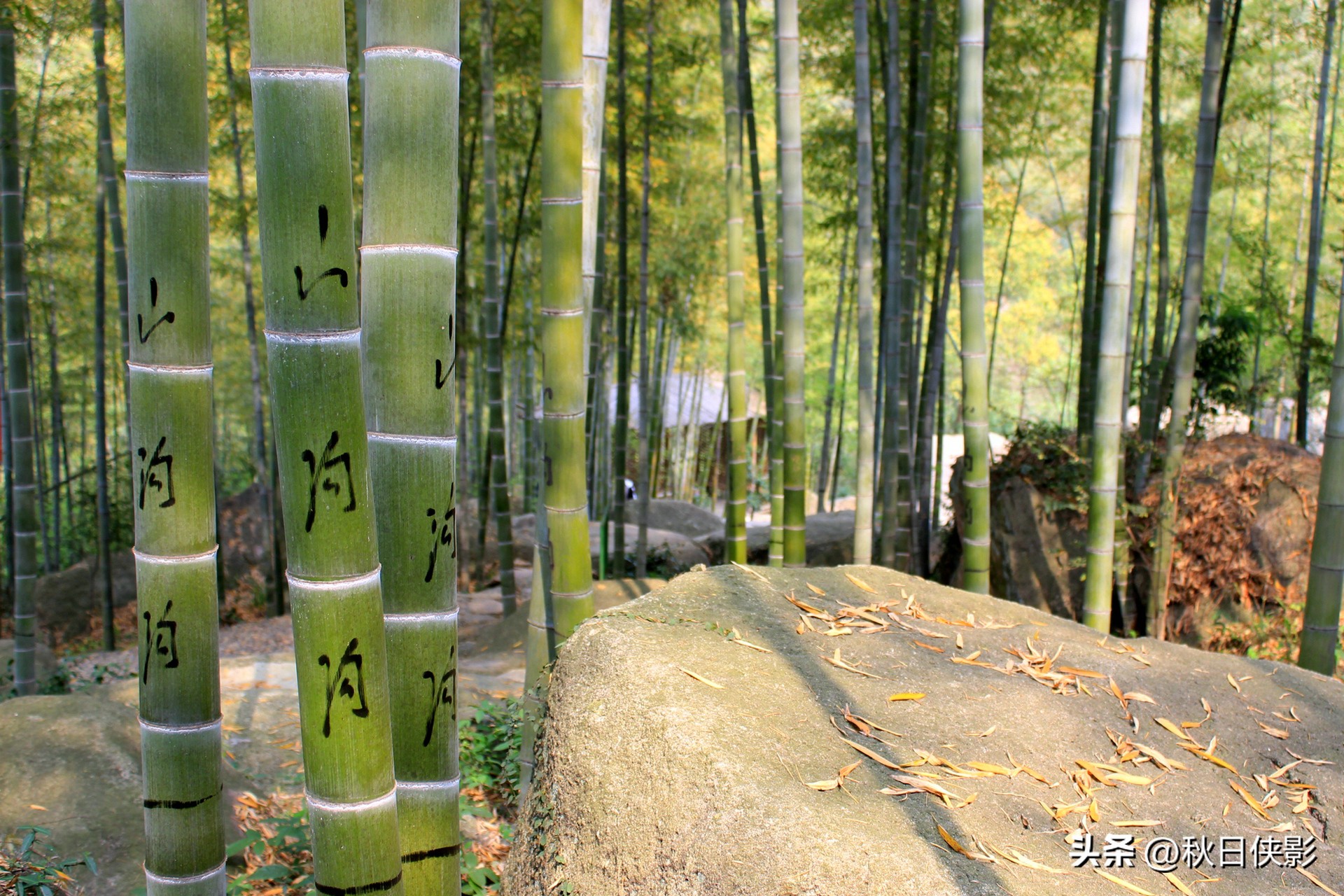 杭州自驾一日游景点推荐春季,这个季节杭州附近的旅游景点推荐