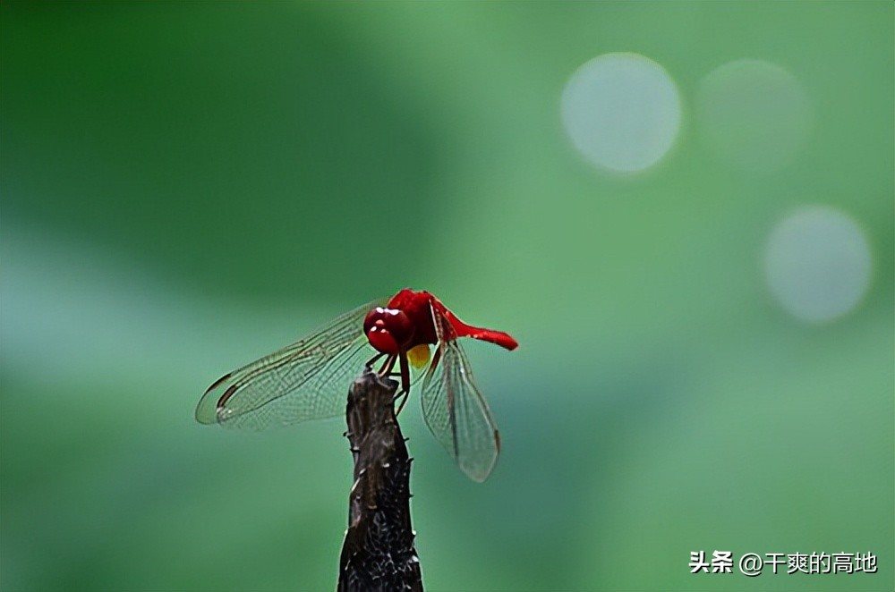 红蜻蜓散文作品鉴赏,儿童散文红蜻蜓赏析
