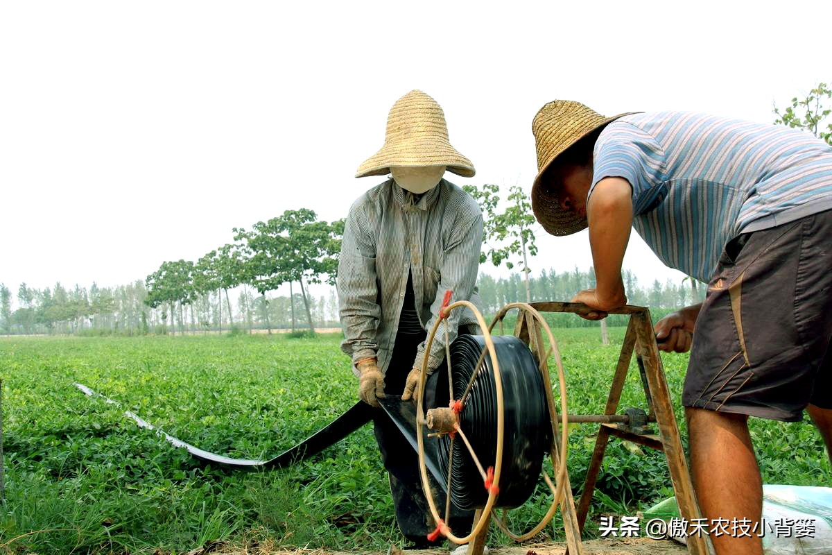 花生种植巧浇水，既能促根壮苗棵，又能促进开花结荚多收花生果