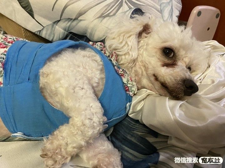 宠物领养、全国宠物*养送**、押金无偿免费领养 20220720