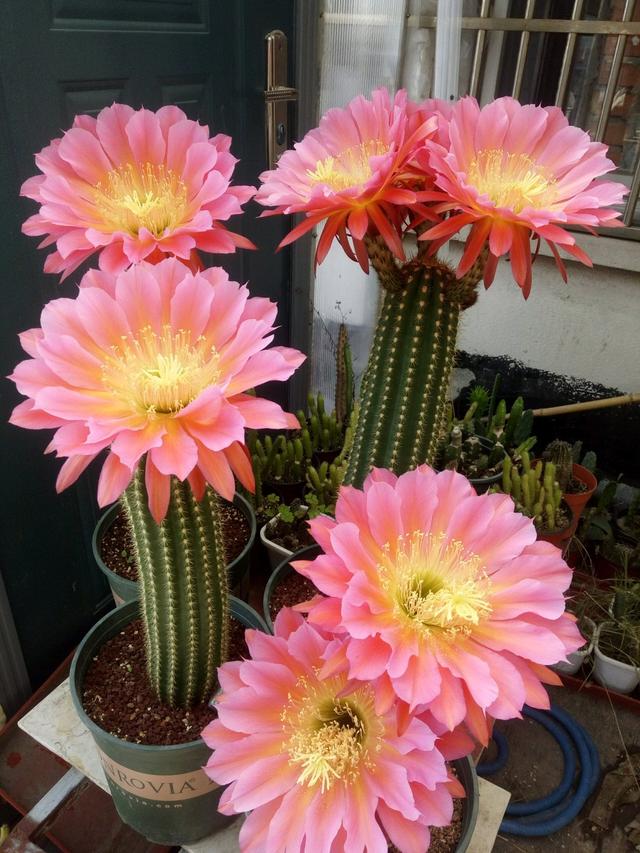 养什么花老桩值钱,这些花养成老桩就值钱了