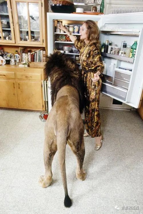 91岁养狮子走红毯拍奢侈品广告，这个优雅金发*物尤**太生猛了