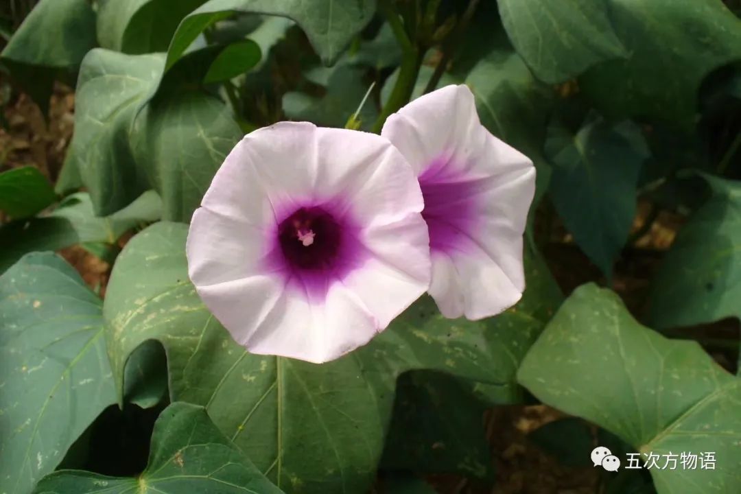 根类食物大全 (5种根菜类的食材)