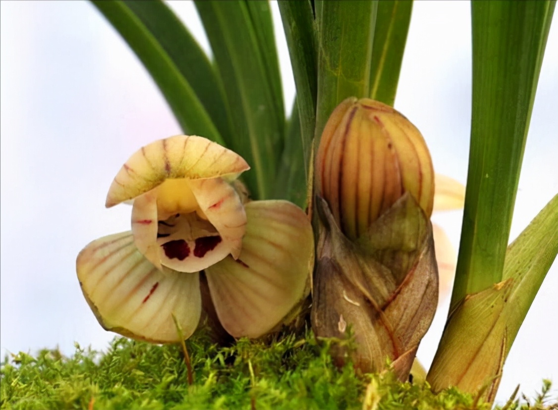 荷瓣春兰多少钱一苗,春兰荷瓣叶形草图及价格