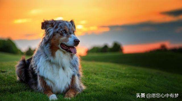 母狗可以不打疫苗绝育吗,母狗可以不绝育不生孩子吗