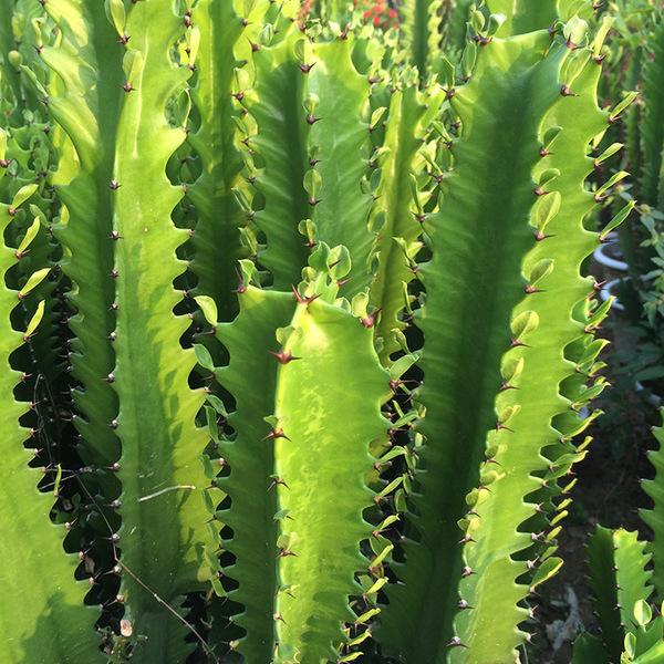 十种最吉利的镇宅花,家里养这5种旺宅花