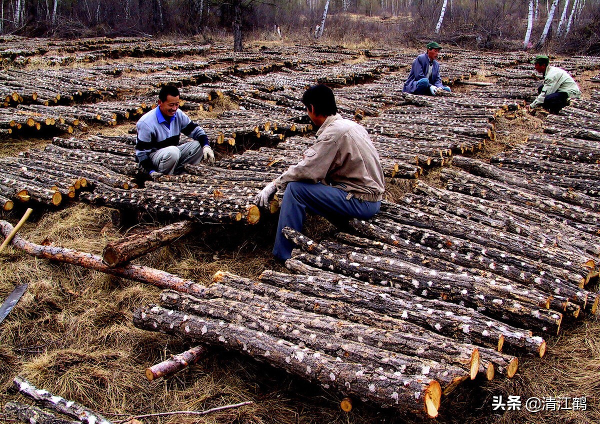 木耳病害图片及治疗方法,黑木耳烂耳怎样防治