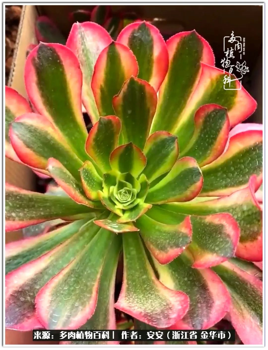 多肉法师花卉品种大全,多肉法师为什么叫法师