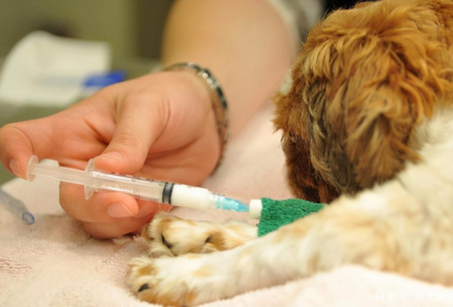 台湾女子给狗狗安乐死,16年的狗安乐死