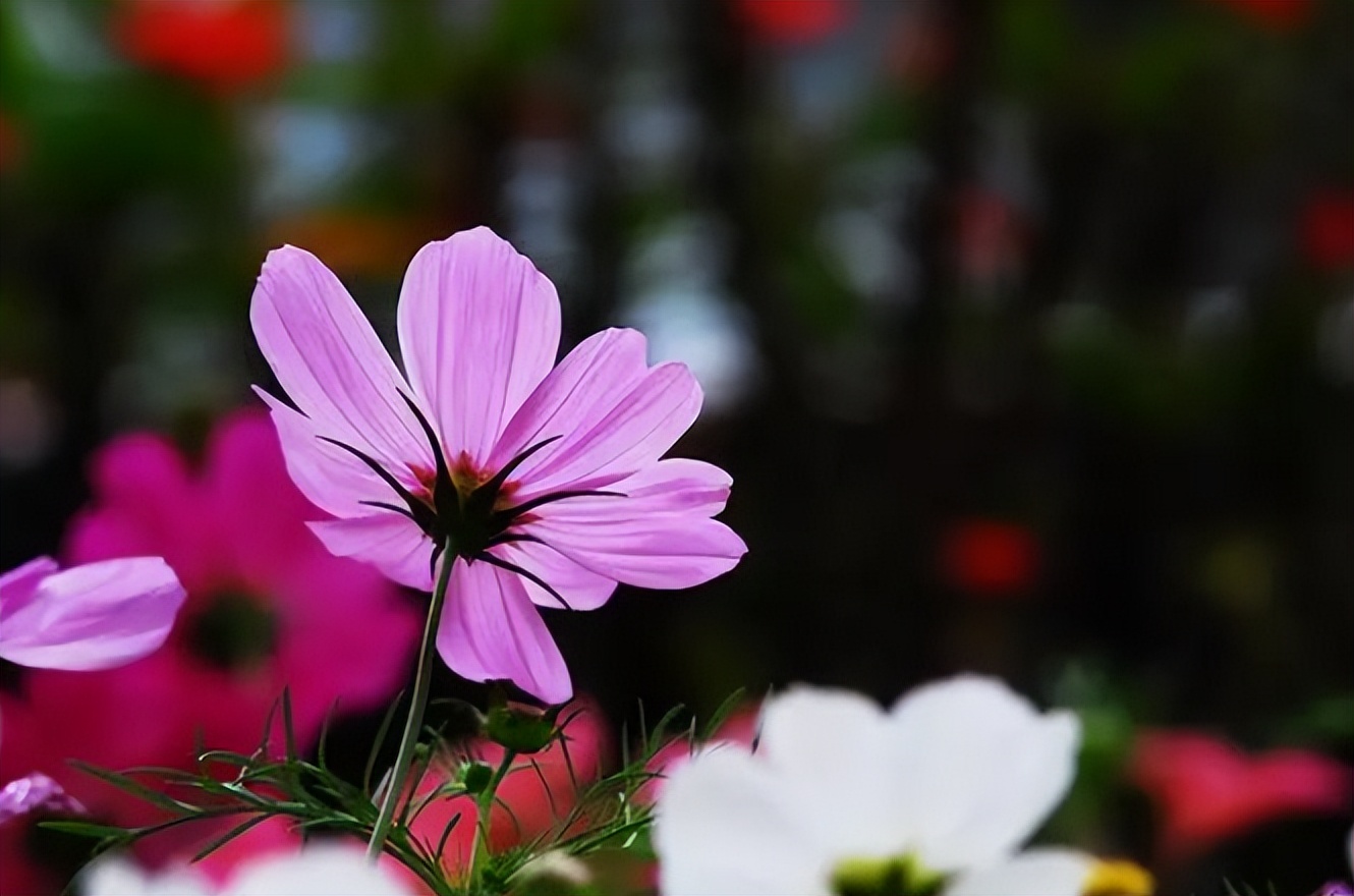 没有谁的生活不平淡,没有谁的生活不需要努力的