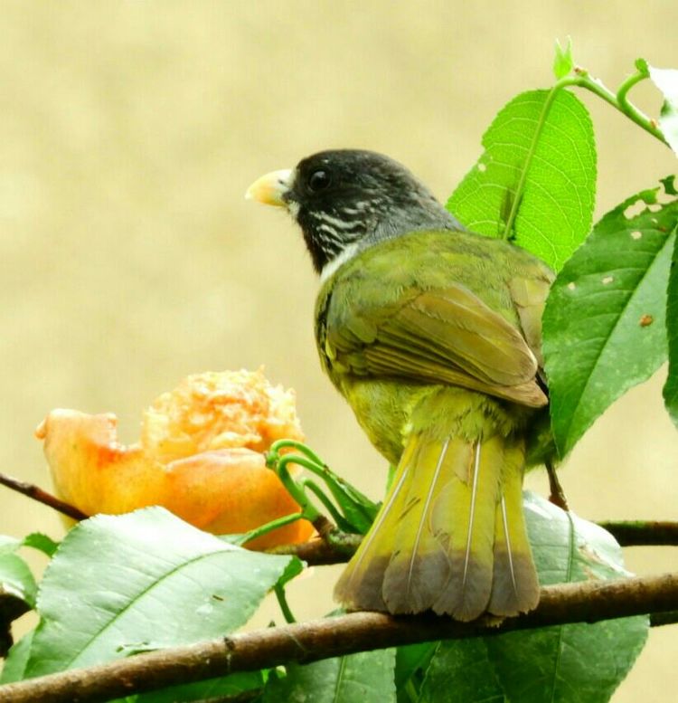 果园防鸟最好方法,果园防鸟出绝招