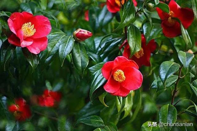 山茶花纯音乐,山茶花