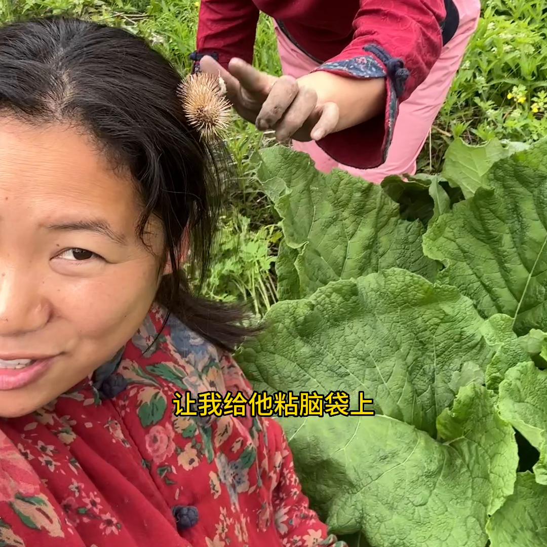 大山里不起眼的老母猪耳朵，也能做出这么好喝的苗条茶。#牛蒡