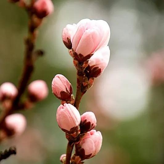 春夏之交，越来越多的花含苞欲放，这一百种娇媚蓓蕾真是美不胜收