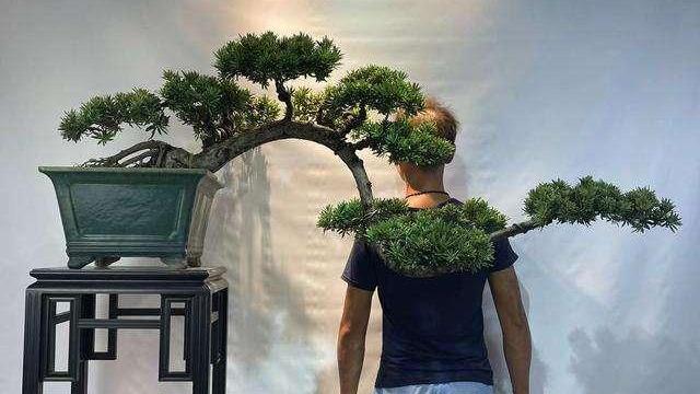 罗汉稀有品种,罗汉鱼寿命