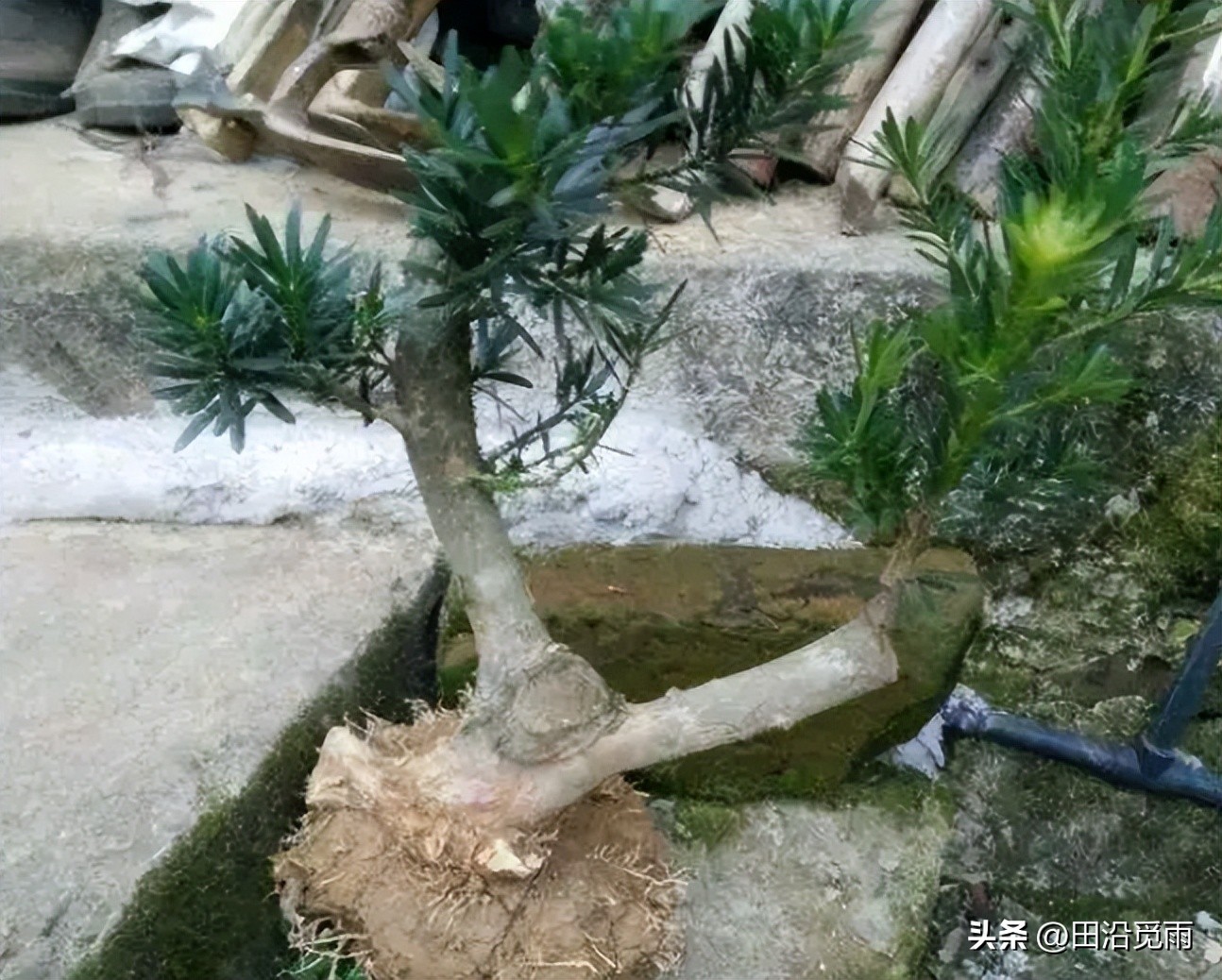 刚挖的盆景树怎么修剪,刚挖出来的盆景养护方法