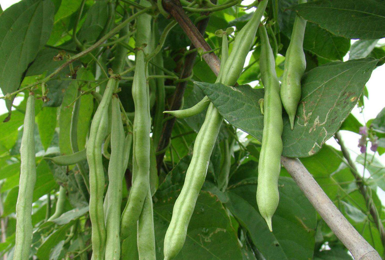 3月份有哪些蔬菜可以播种,3到10月适合种植哪些蔬菜