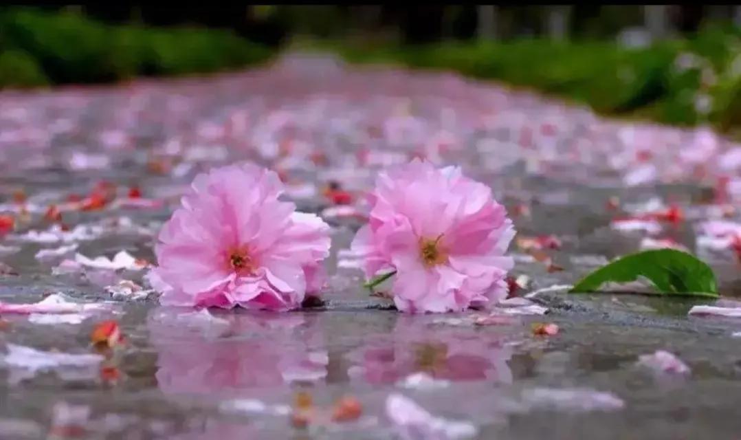 太宰治人间失格图片高清,有谁看过太宰治的人间失格