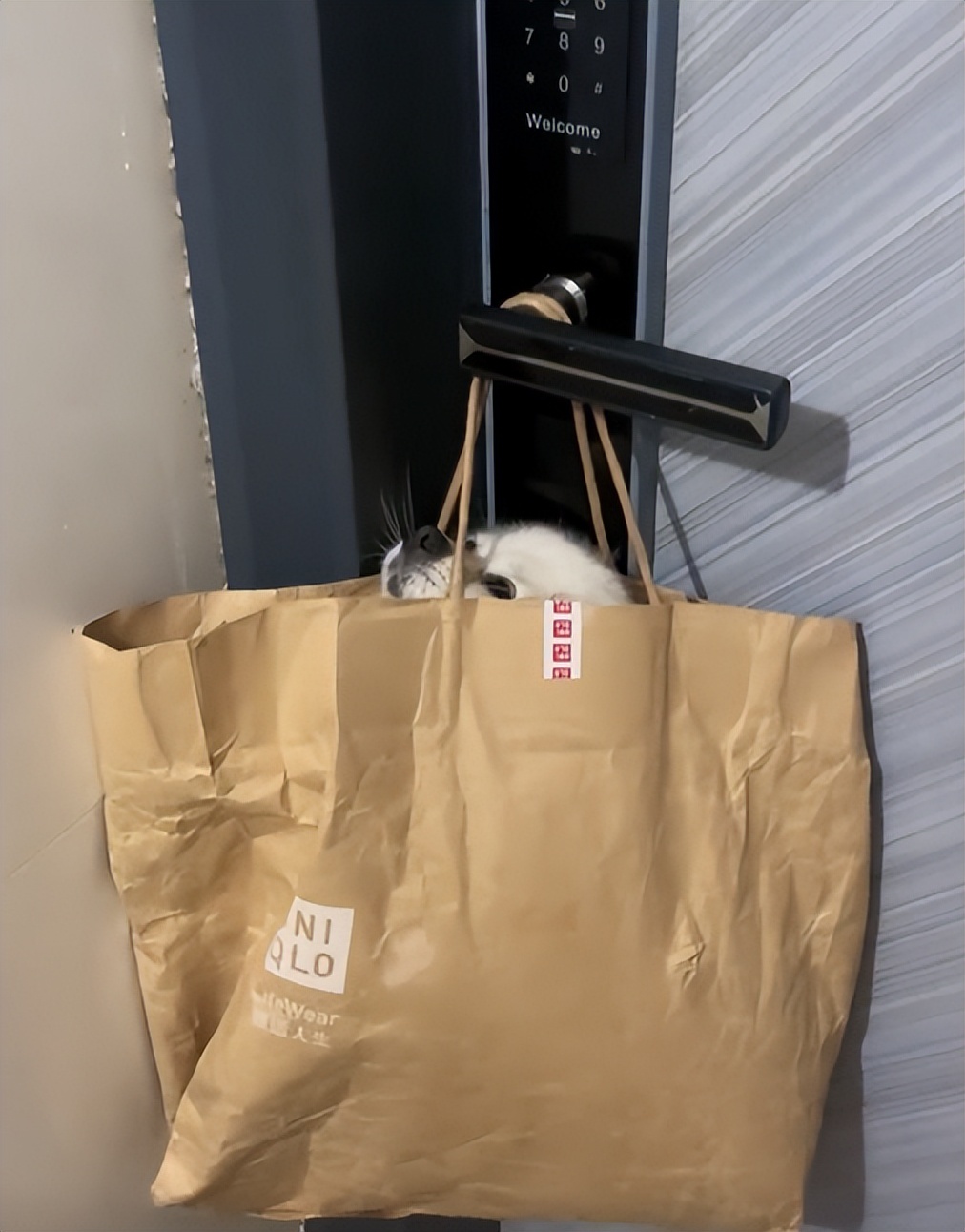 小姐姐和邻居小狗发展迅速，几天后竟然都“滚床单”啦~