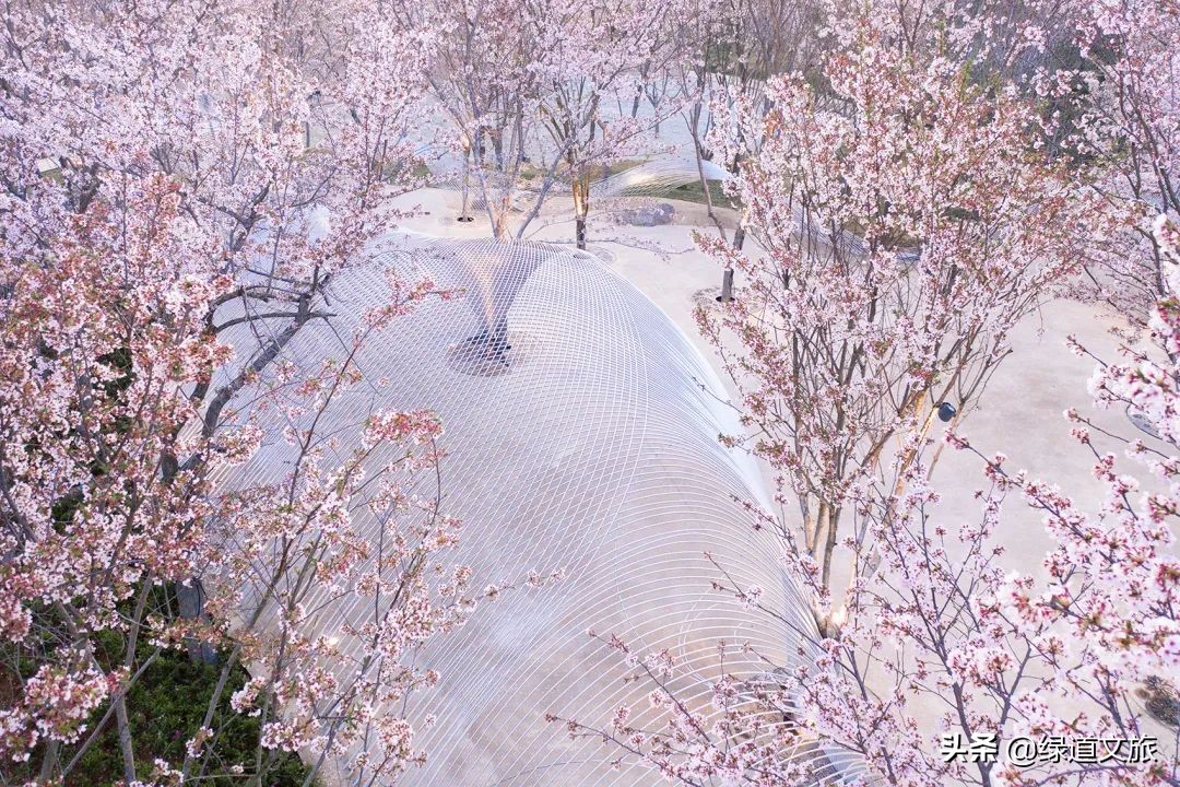 樱花树下的约定字体设计,樱花树下的约定完美国度