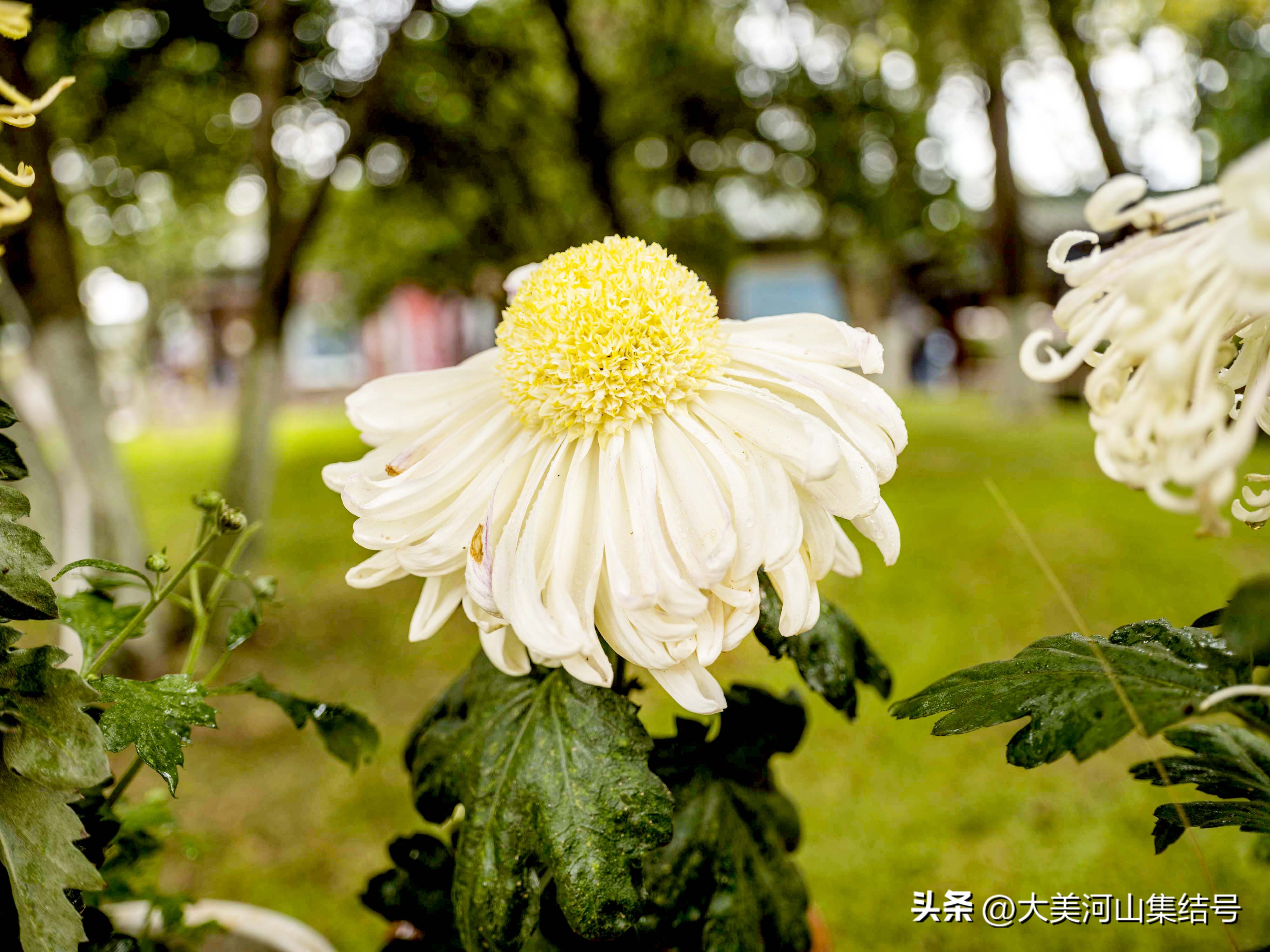 富士gfx100s铭匠光学50mmf1.2,富士中画幅gfx50二代对比gfx100s