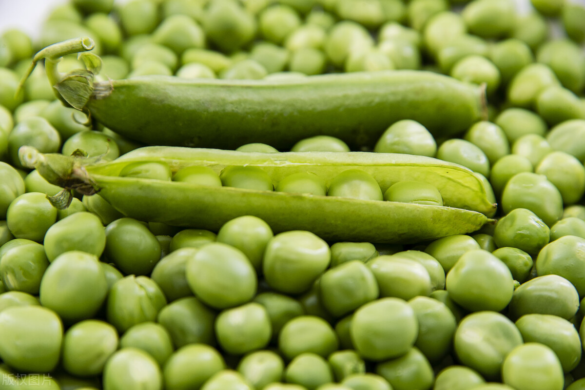 塞星豌豆糊——百分百豌豆研磨的承诺