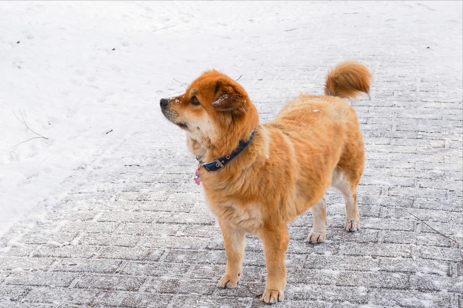 养狗的十大原则,家里养狗真能旺家吗