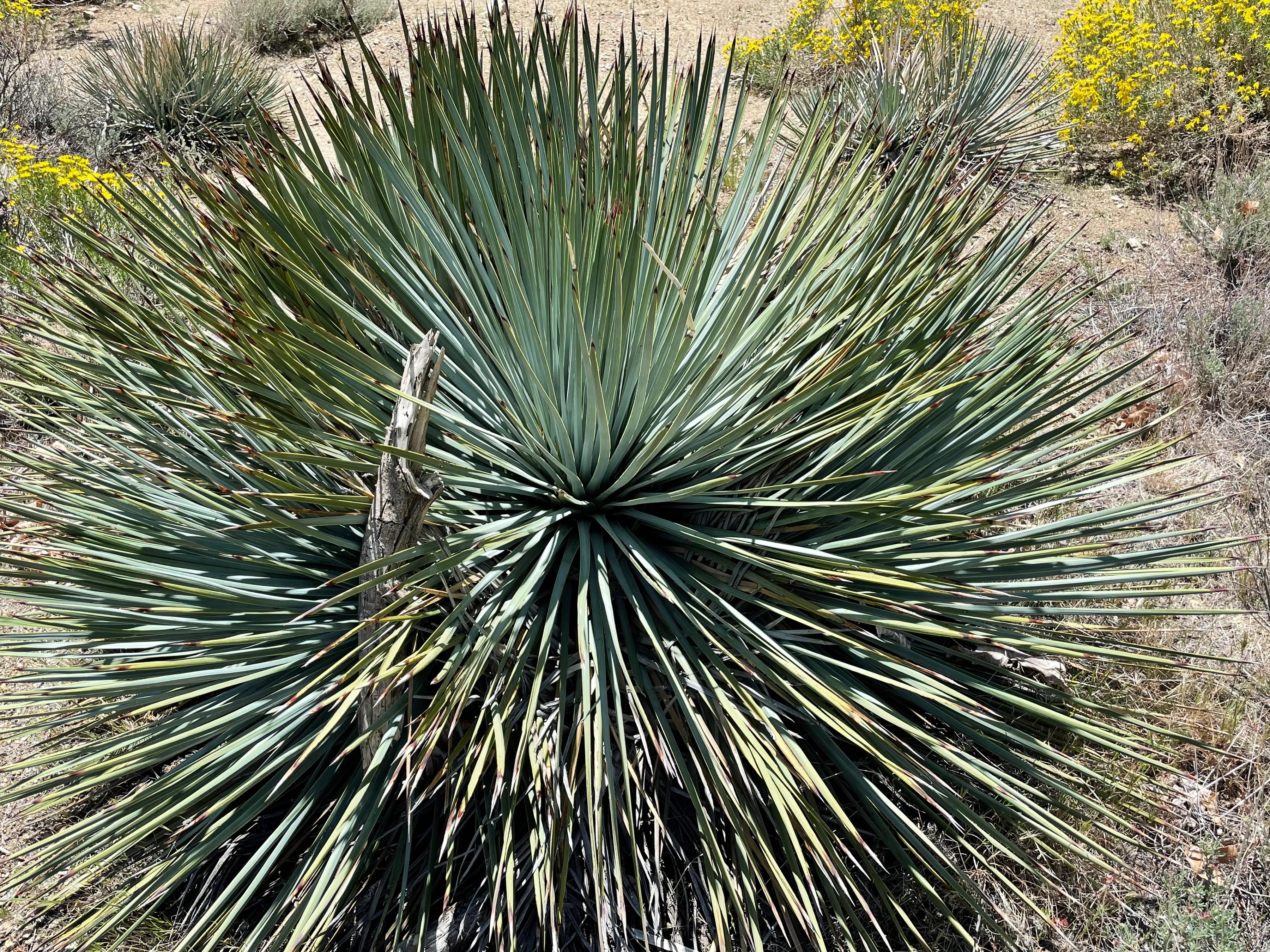 鍝戝反铦堣潏鏂硅█,鍝戝反铔愯洂