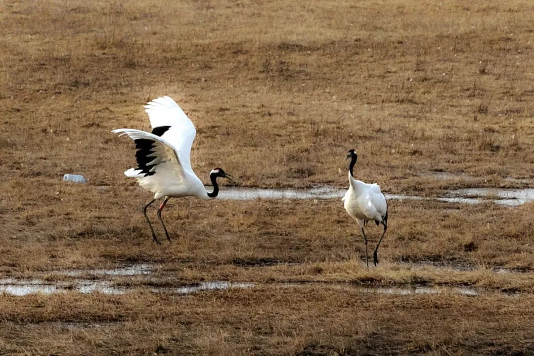 迎接党的20大美术作品,喜迎二十大乡村摄影展