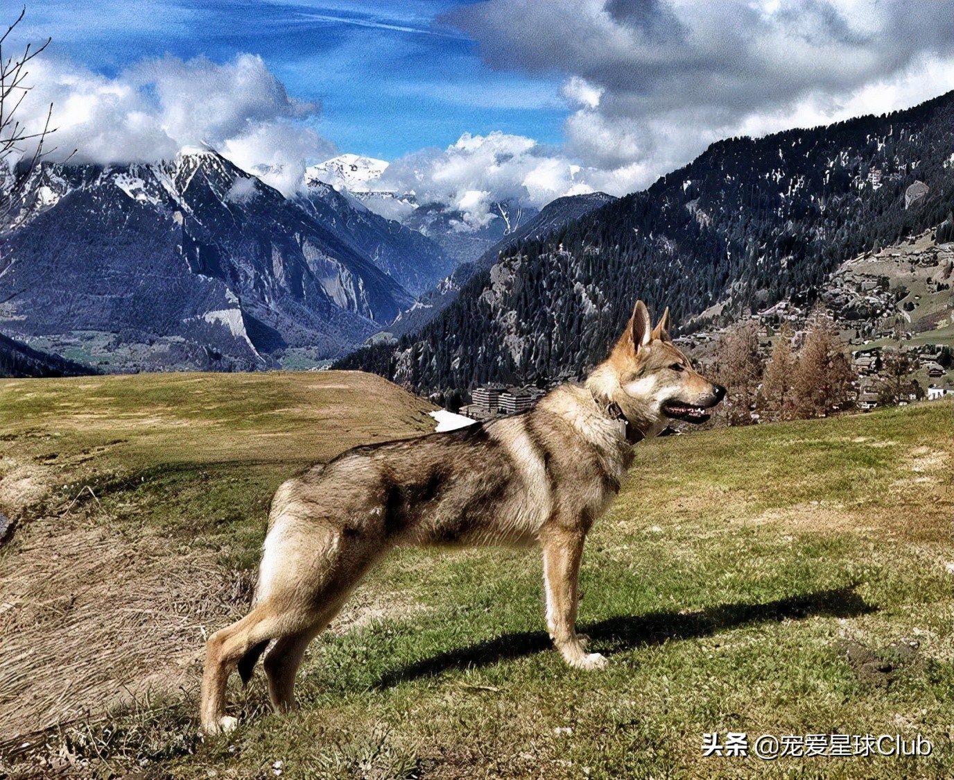 百科狼犬,真的捷克狼犬