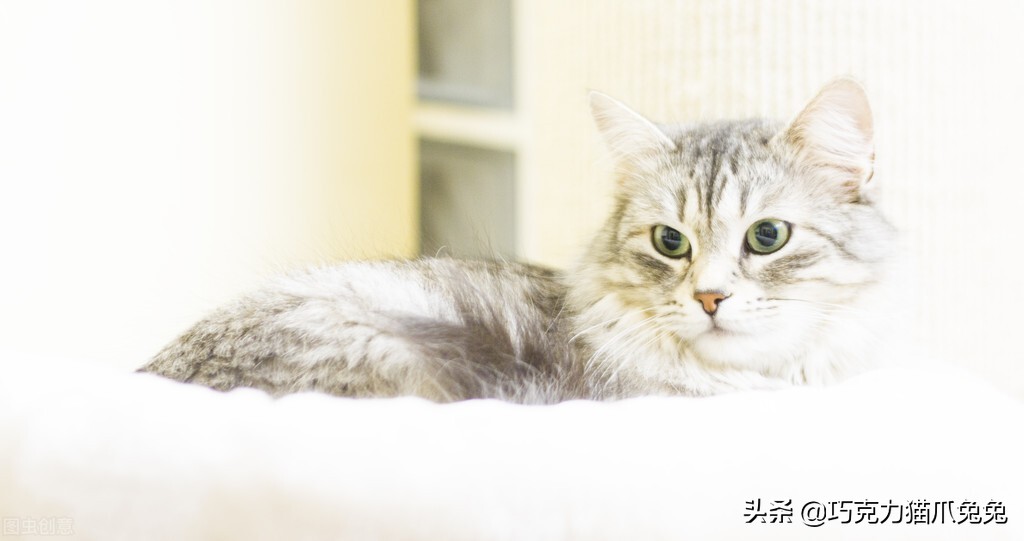 养猫感觉喉咙有毛,养猫感觉屋里味道难闻有危害