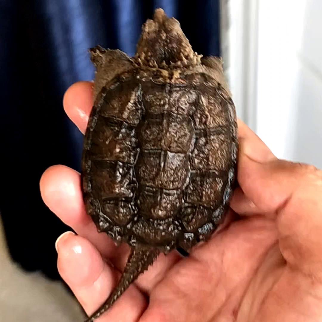 关于新手入手佛鳄龟，你学废了吗？#养龟人