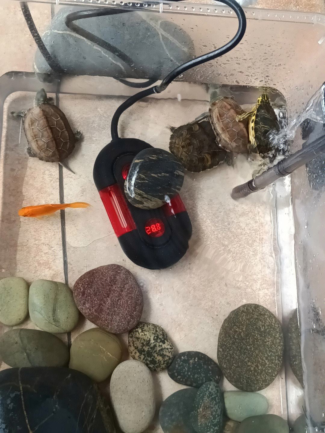 养起来成本低省心的宠物,可以互动且省心的宠物