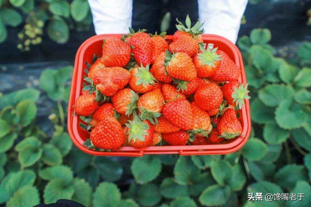 全国最好的草莓品种,全国草莓好吃排行榜