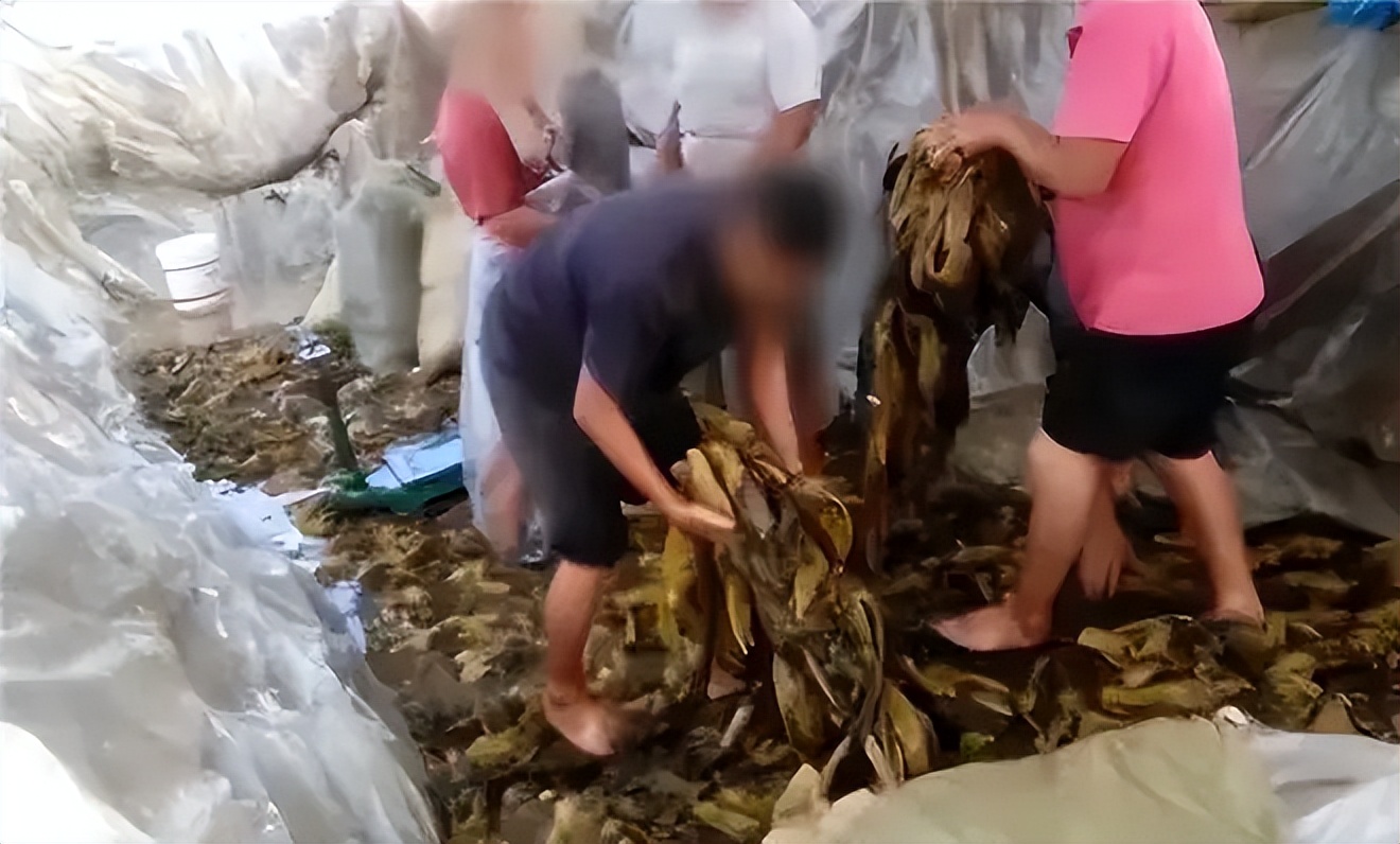 酸菜为啥是食品安全重灾区,酸菜食品安全标准