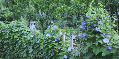 李子柒怎么会有那么大的院子,李子柒隐居山林度过惬意时光