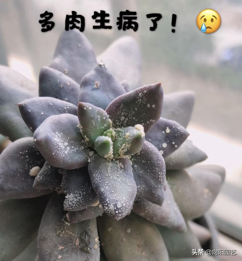 多肉害虫蚧壳虫用什么药,夏天多肉虫害