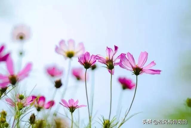 地上的花开万紫千红,心中有花香人生四季皆风景