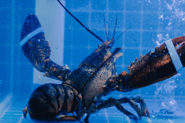 浪花美食攻略,浪花食物