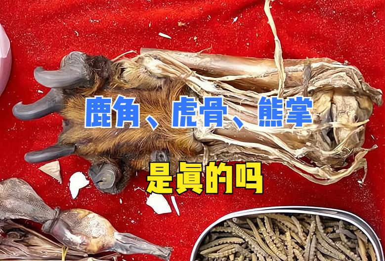 农村集市上，商贩便宜售卖的鹿角、虎骨是真的吗？为何不多见了？