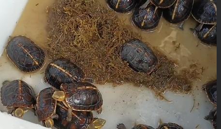 养了好久的乌龟会缺钙吗,乌龟缺钙吃什么鱼