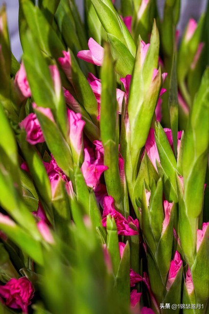 剑兰花最美图片,剑兰花的摄影图片